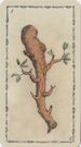 Ace of Clubs from the Ancient Tarot of Lombardy Deck