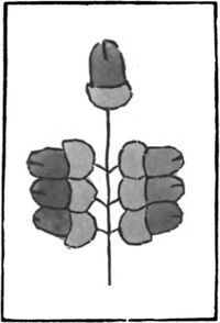 Seven of Acorns from the Early German Stenciled Playing Card Deck Fragment Deck